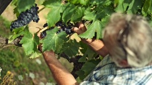 vinnatur-home-slide-vino-naturale