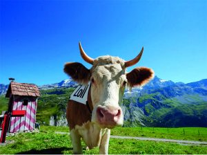 ricola-herb-caramel-iole