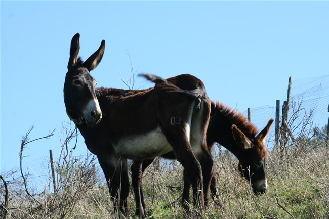Il latte d'asina? Ha pochi grassi saturi e fa bene!