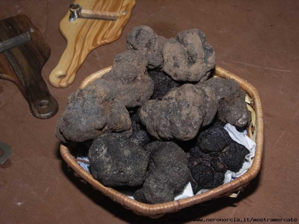 Sua maestà il tartufo nero torna protagonista a Norcia