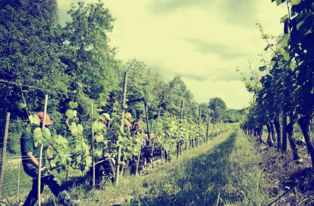 Collisioni: a Barolo alta cucina e street food a ritmo di rock