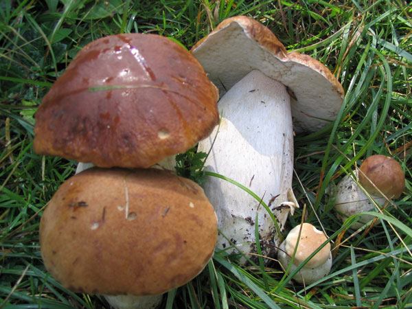 In settembre ad Albareto si celebra sua maestà il porcino