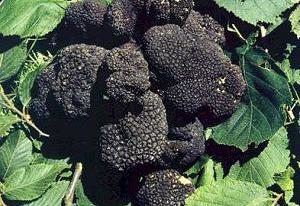 Il tartufo nero di Fragno “vale” un mese di fiera