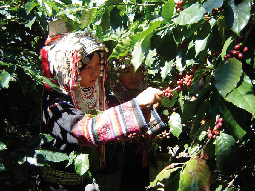 Oro Caffè porta in esclusiva in Italia il caffè Doi Chaang