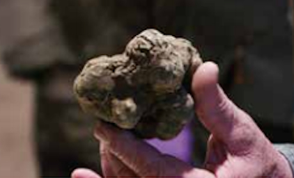 Volterragusto, il territorio si racconta con il “suo” tartufo bianco