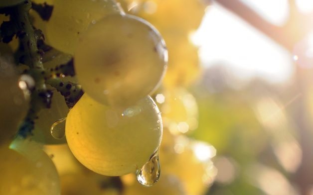 Autoctono si nasce, appuntamento a Milano