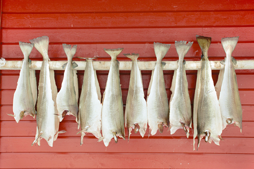 Baccala E Stoccafisso Figli Dello Stesso Pesce