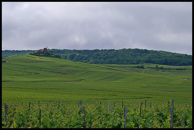La vendemmia 2015 in champagne a cura della Maison Jacquart