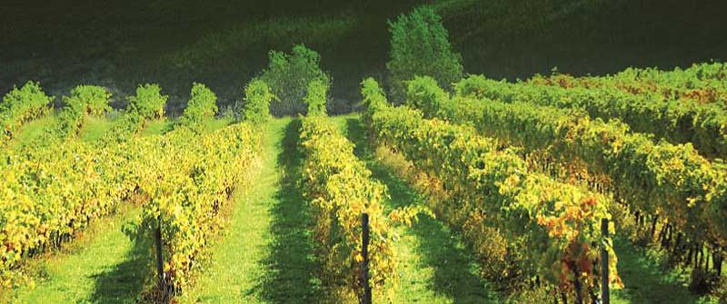 Vini marchigiani, non solo Verdicchio