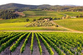 Frescobaldi, la vendemmia 2015 promette un’ottima annata