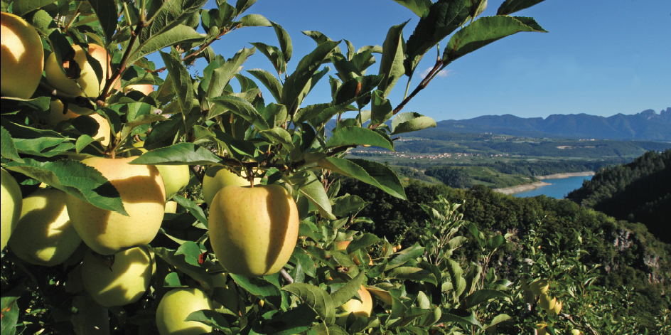 Raccolta delle mele: adesso parla Melinda