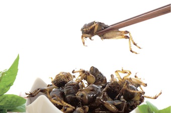 Insetti, disgustosi ma nutrienti. Ecco il cibo del futuro