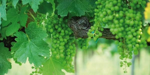 Asolo Prosecco Superiore Docg: è l'anno dell'Extra Brut