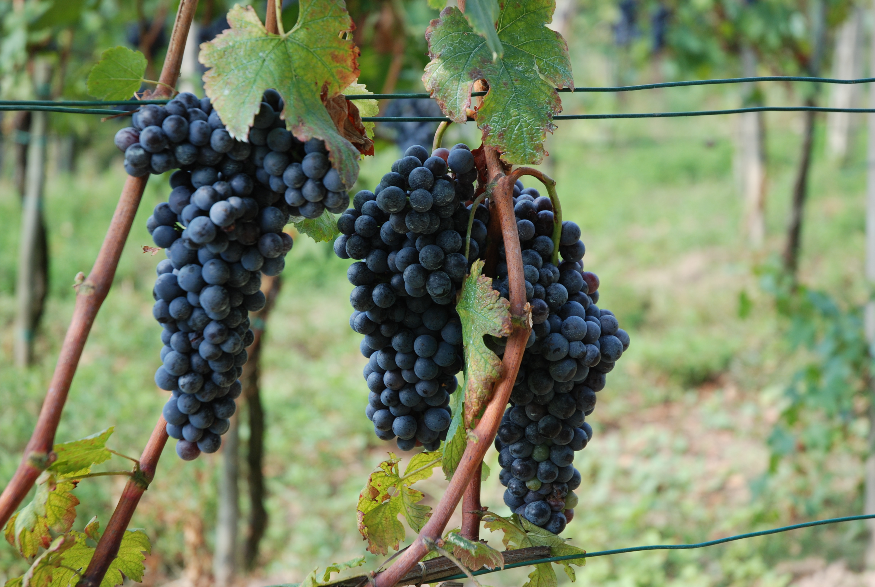 Cantine a Nord Ovest, con Slow Food alla scoperta dei vini piemontesi