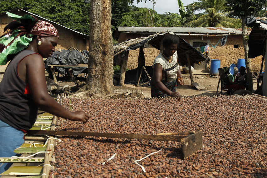 Ferrero, più sostegno ai produttori di cacao e zucchero Fairtrade