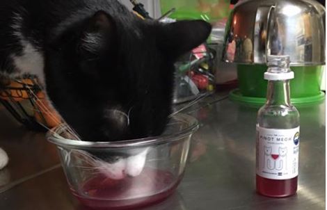 Pinot Meow e MosCATo, arrivano i vini... per gatti
