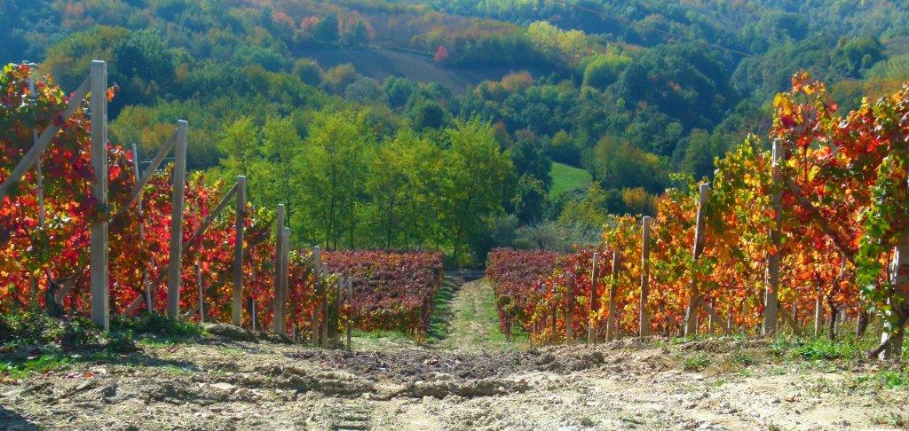 Cantine a Nord Ovest: vino, degustazioni e turismo con Slow Food