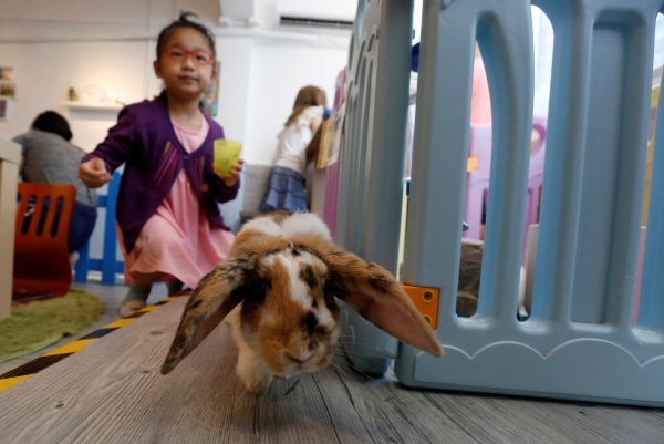 Rabbitland Cafè, a Hong Kong apre il bar dei conigli