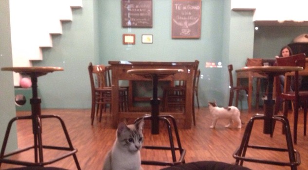 Cani e gatti: ecco gli indirizzi dei locali in cui si può mangiare con loro