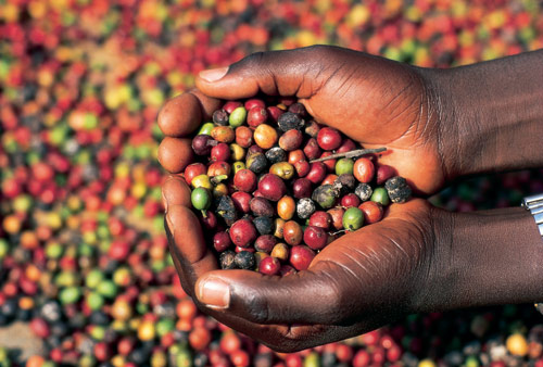 Alte temperature e siccità minacciano la produzione di caffè in Etiopia