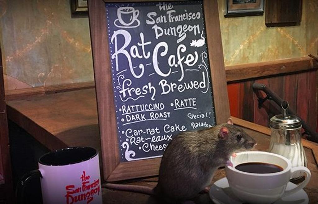 Usa: apre il primo rat cafè, dove i gatti lasciano il posto ai topolini