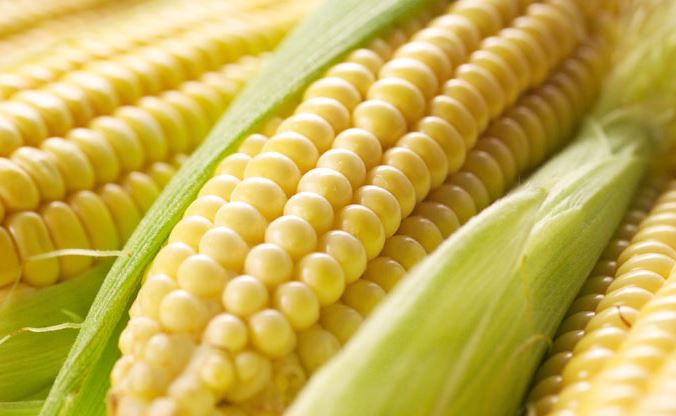 La Corte di giustizia Ue: illeggittimo il decreto italiano anti-Ogm