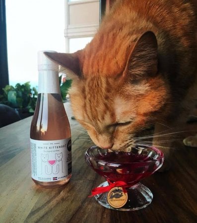 Arriva il vino per gatti e per cani: dal mosCATo e allo charDOGnay