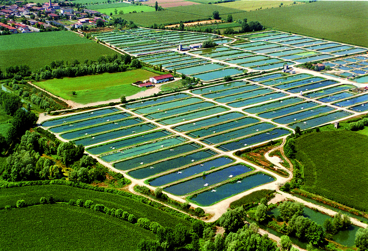 Agroittica Lombarda acquisisce Fjord, marchio storico degli affumicati