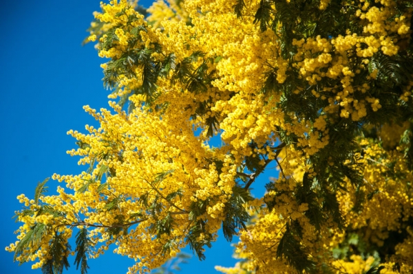 L'8 marzo nei ristoranti italiani, i dati Fipe