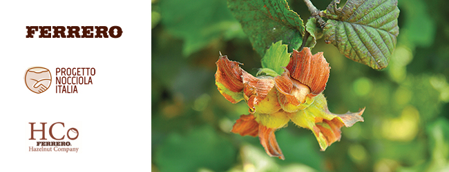 Ferrero investe nelle piantagioni di nocciole in Italia