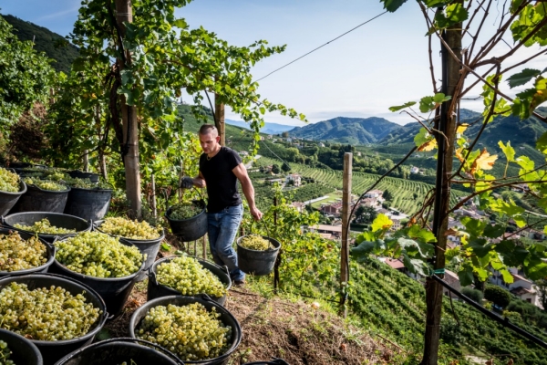 Vendemmia 2018: Col Vetoraz riflette sull’annata
