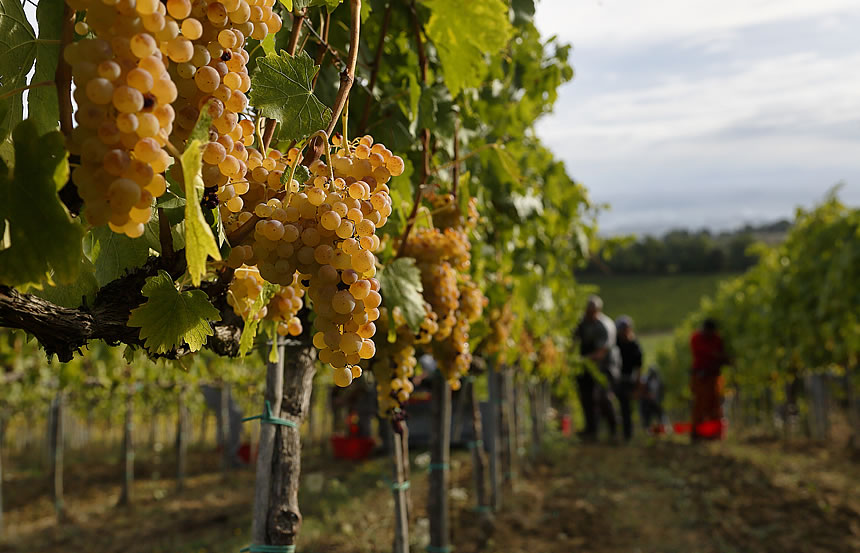 Vendemmia 2018: l’Italia sorpassa la Francia