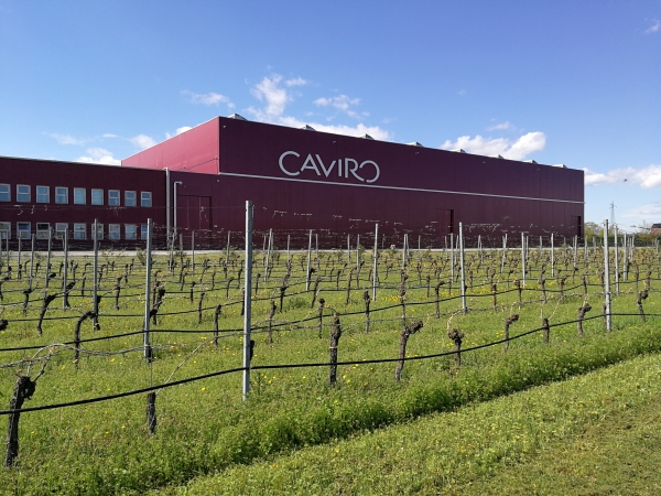 Caviro: in crescita capacità produttiva ed export