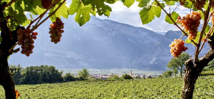 Cantina La-Vis, un lavoro di squadra al servizio della qualità