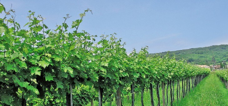 MiPAAF approva disciplinare di sostenibilità filiera del vino