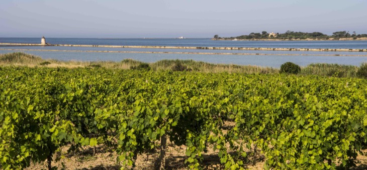Vigneto Sicilia, prosegue il progetto di tutela dei vini dell'isola